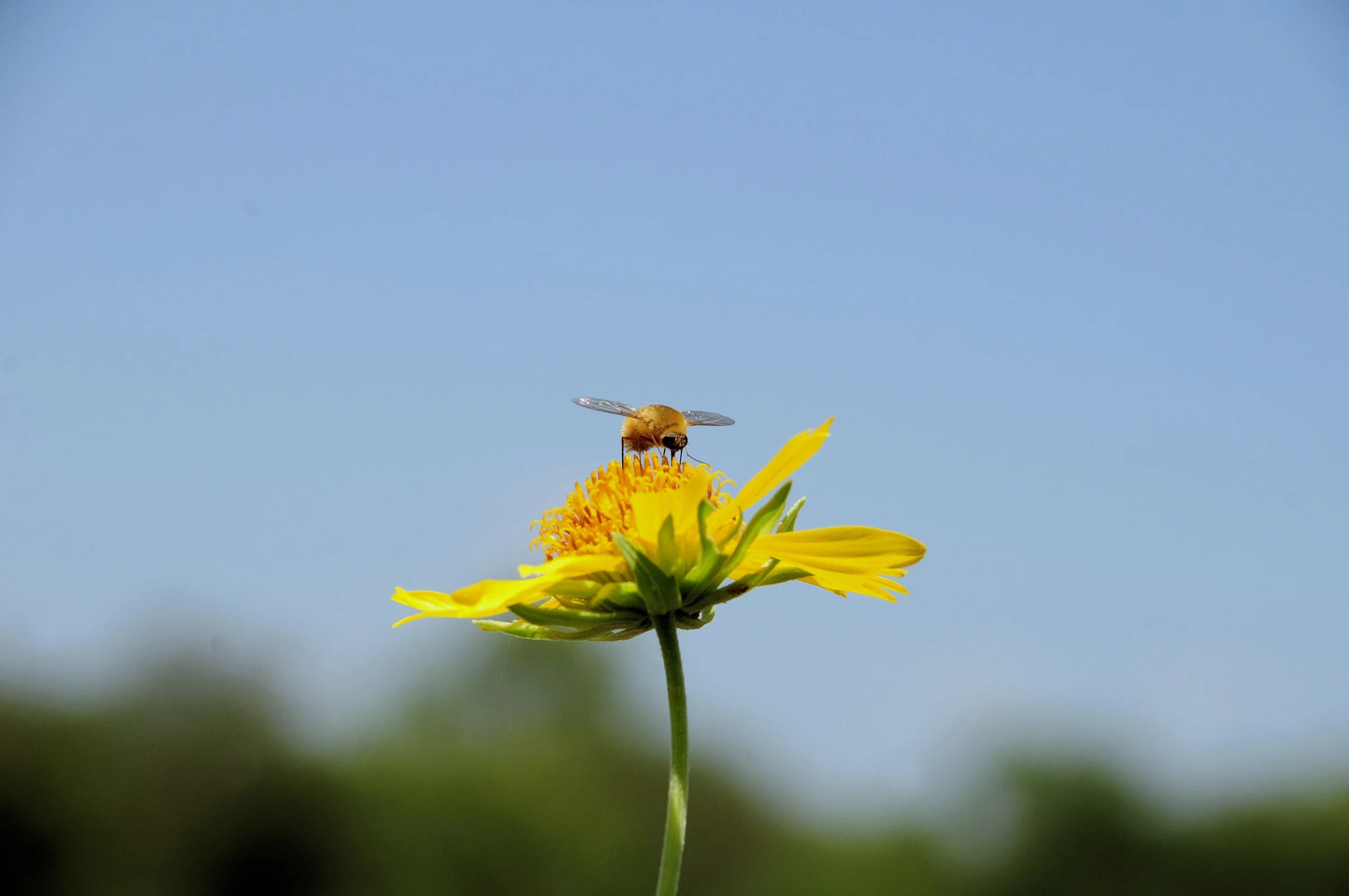anselmo7511-bee-10270813.webp