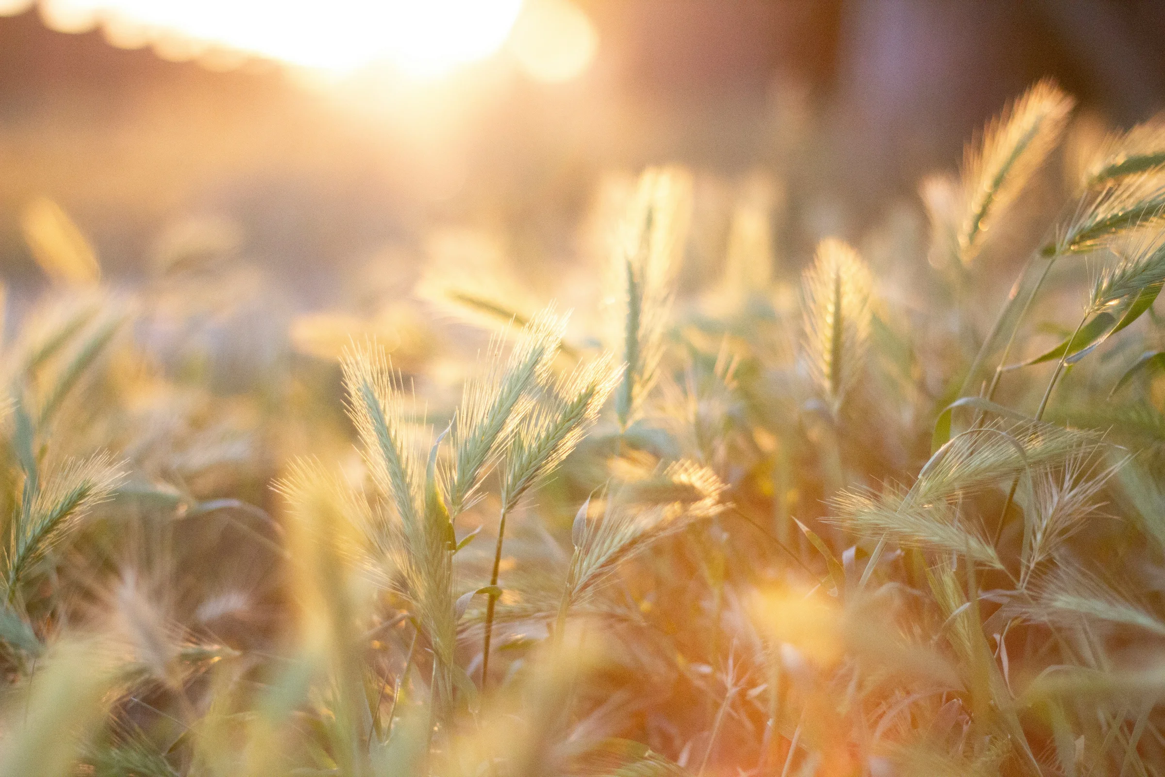 anton-palmqvist-l6IHE5_odWA-unsplash.webp