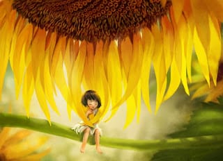 [主阿求你將我看] 靈中貧窮，心卑微，尋求猶如向日葵－詩歌311
