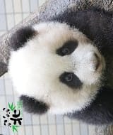 從圓仔看「可愛現象學」-主耶穌比圓仔更可愛
