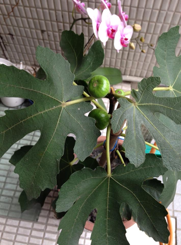 無花果