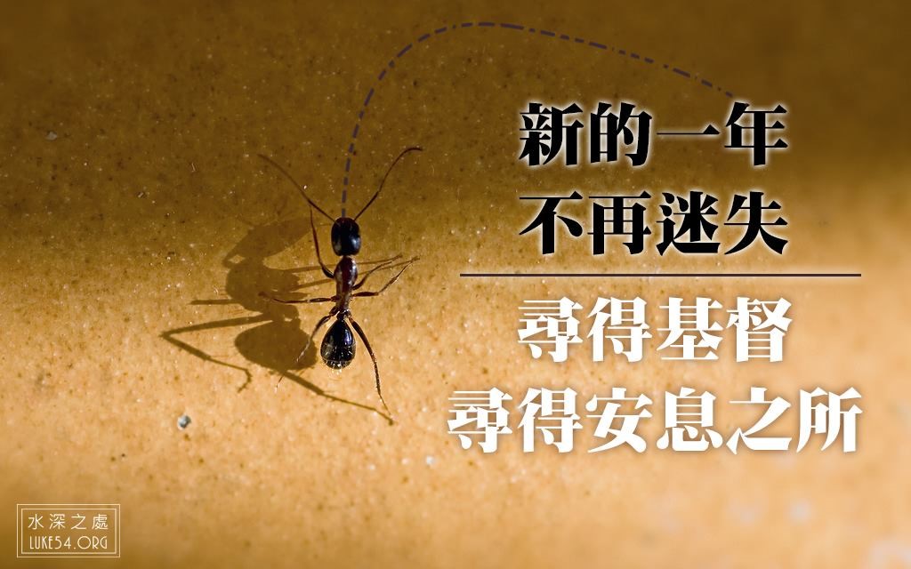 為螞蟻引路的小男孩