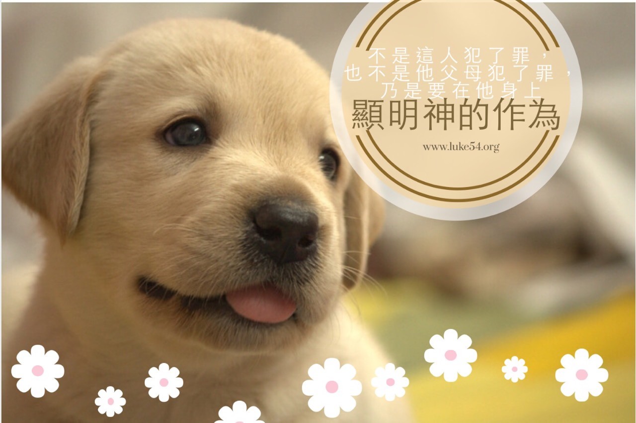 小狗的價值