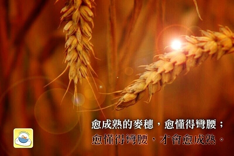 愈成熟的麥穗,愈懂得彎腰;愈懂得彎腰,才會愈成熟。