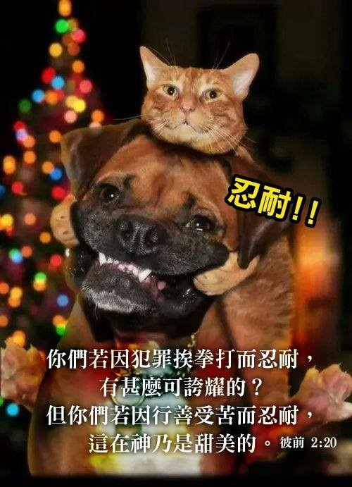 基督徒的忍耐法則