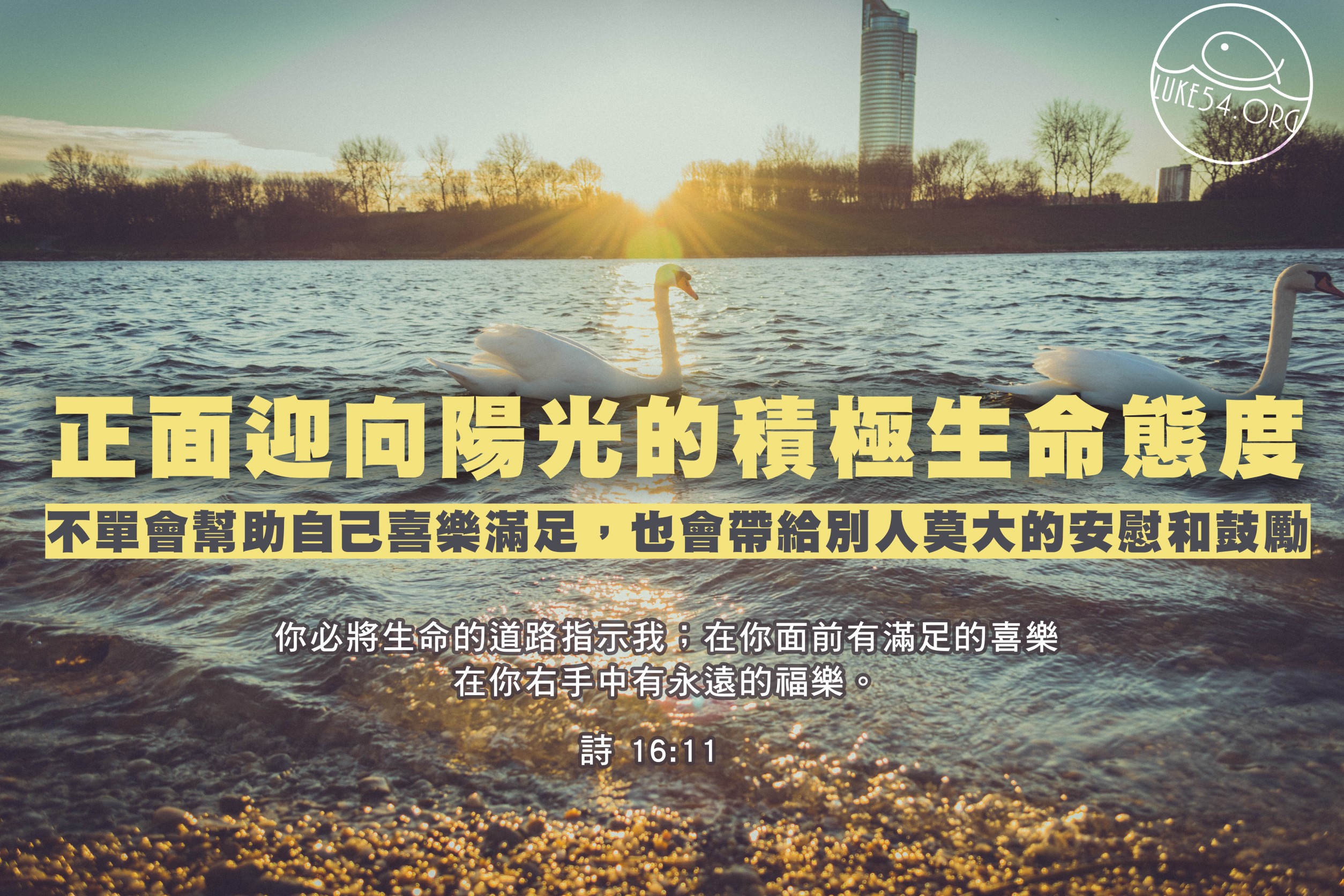 【水深LINE精選】生活在雞窩裡的天鵝