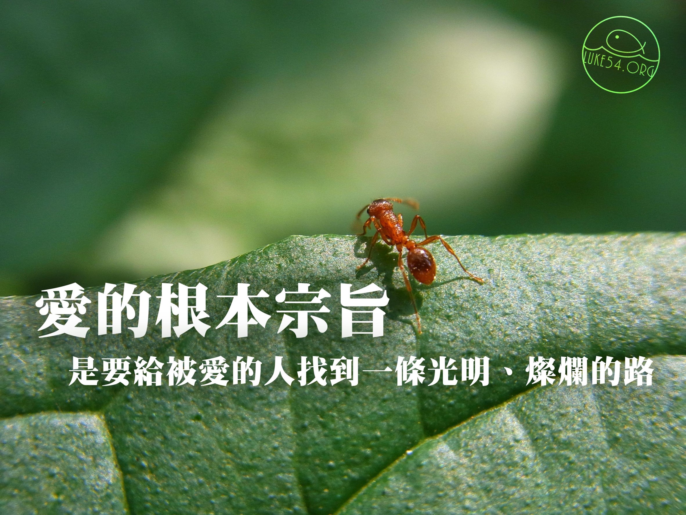 【水深LINE精選】為一隻螞蟻引路