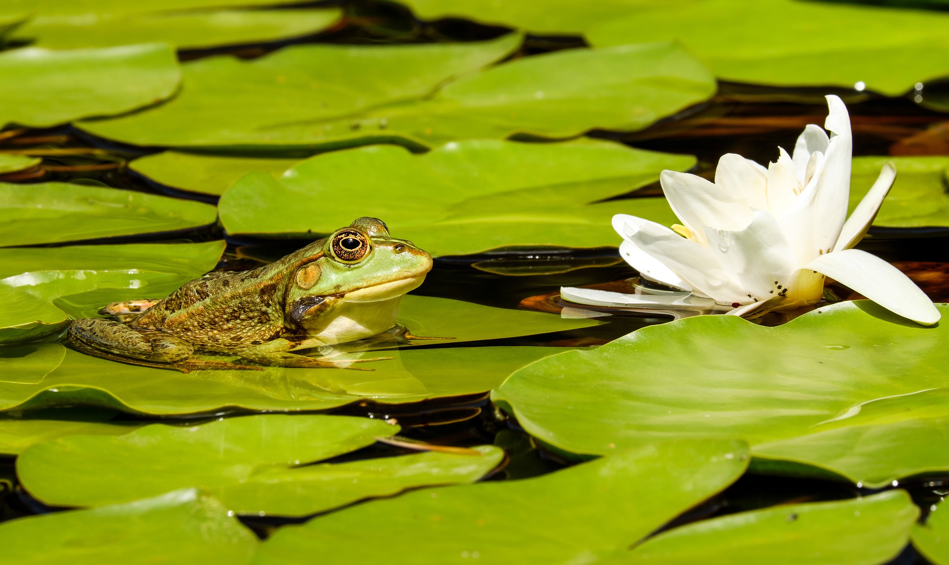 不再有毒的甘甜人生