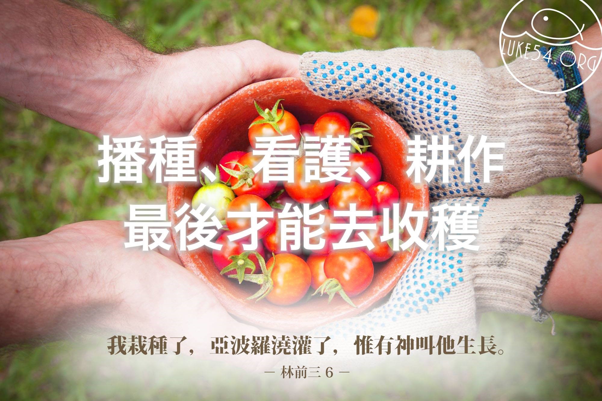 【水深LINE精選】神奇的番茄
