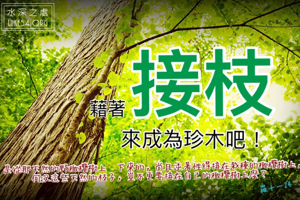 【水深LINE精選】辦公室裡的「珍木」