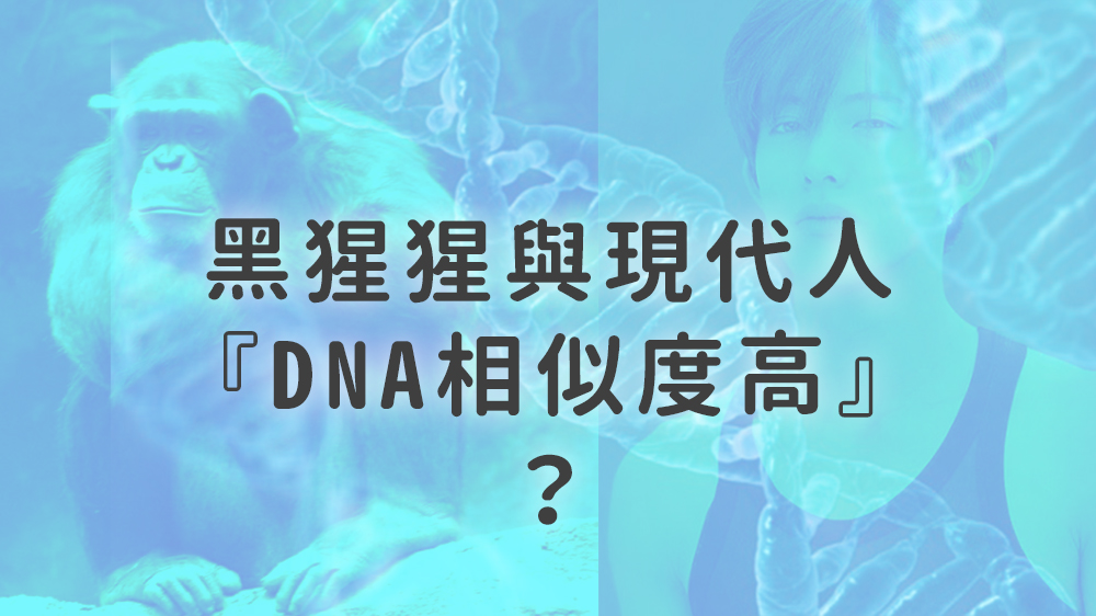黑猩猩與現代人『DNA相似度高』？