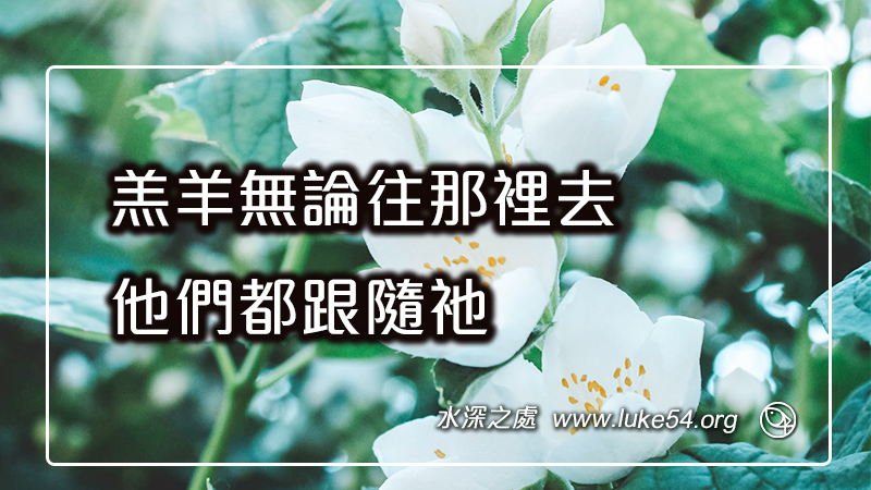 羔羊無論往那裡去,他們都跟隨祂