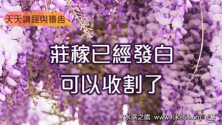 莊稼已經發白,可以收割了