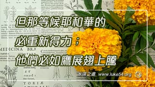 但那等候耶和華的必重新得力;他們必如鷹展翅上騰