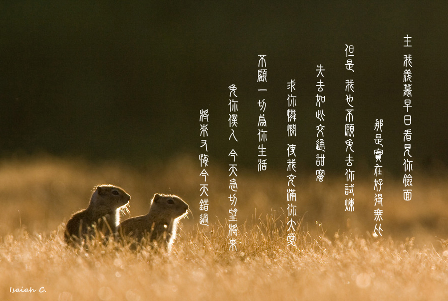 【詩歌桌布】主 我羨慕早日看見你臉面