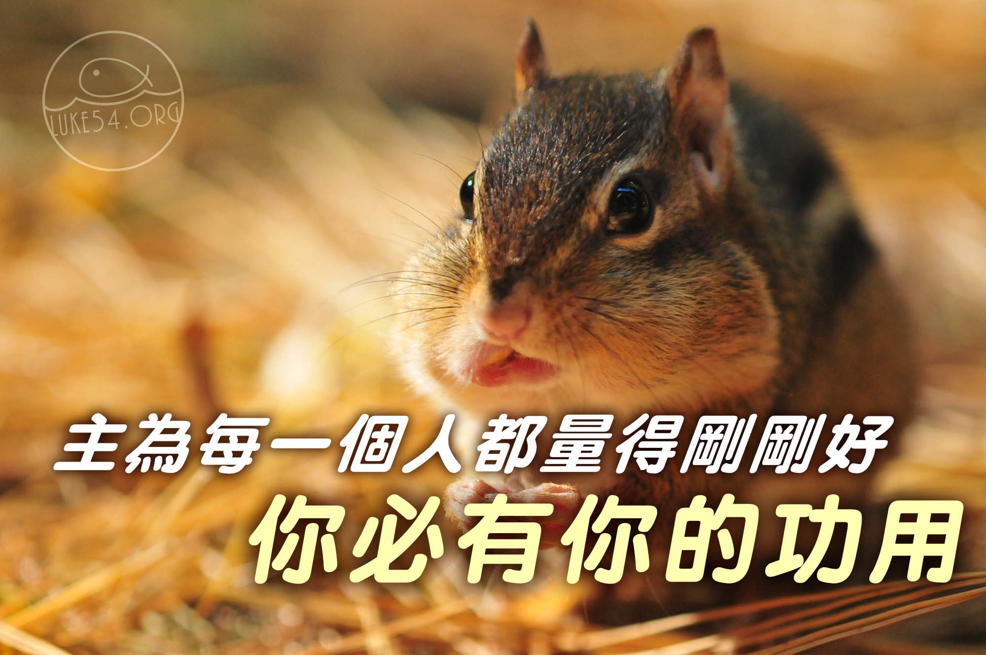 【水深LINE精選】一隻沒功勞的田鼠