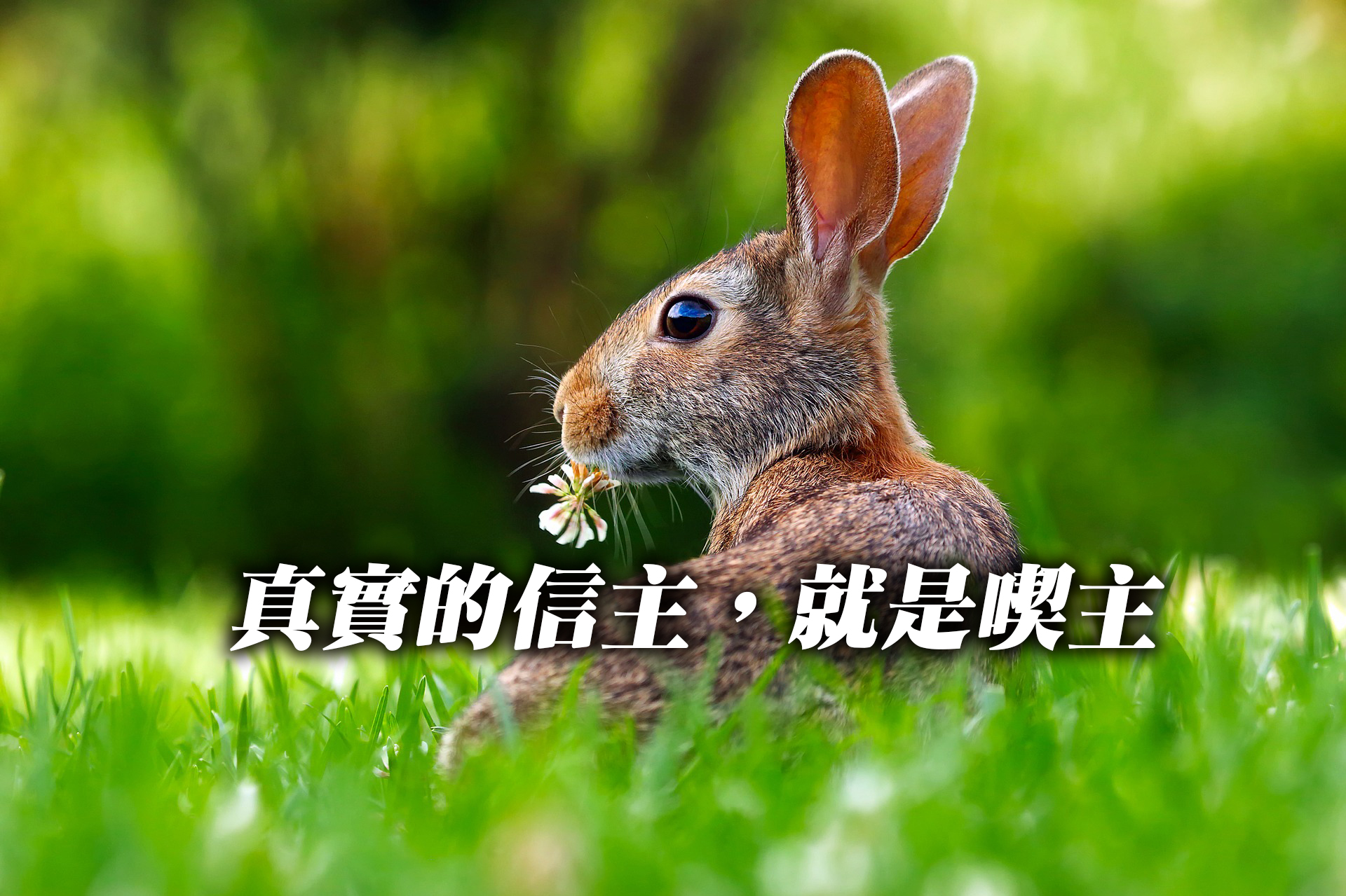 真實的信主，就是喫主