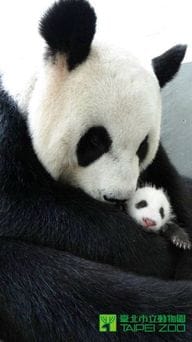 圓仔重回圓圓懷抱