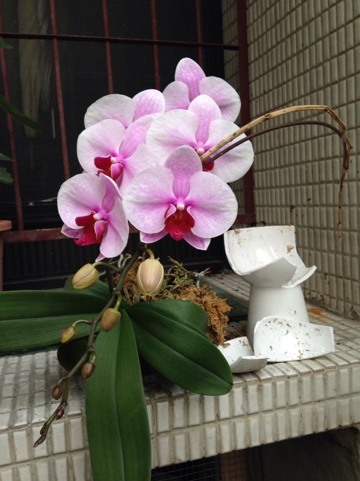 復甦的蘭花