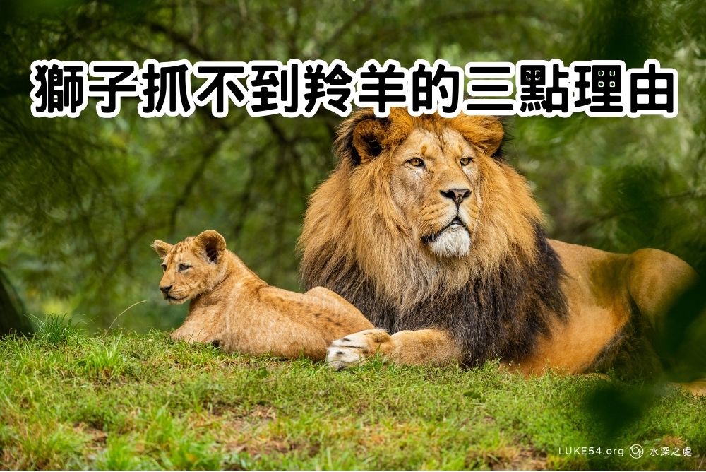 【職場寓言】獅子抓不到羚羊的三點理由