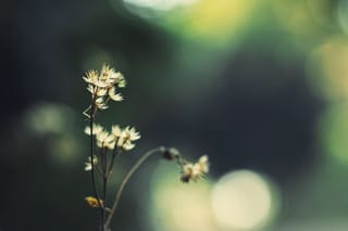 媽媽,別為我哭泣