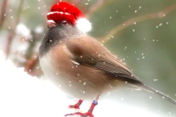 莫斯科森林公園裡的雪鳥