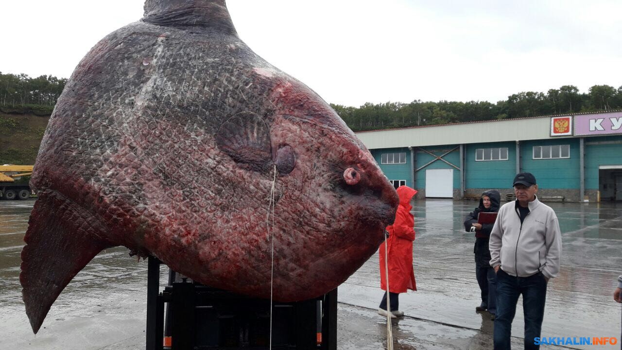 一隻巨大曼波魚喪命的啟示