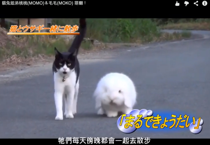 貓兔姐弟桃桃(MOMO)&毛毛(MOKO) 萌翻!