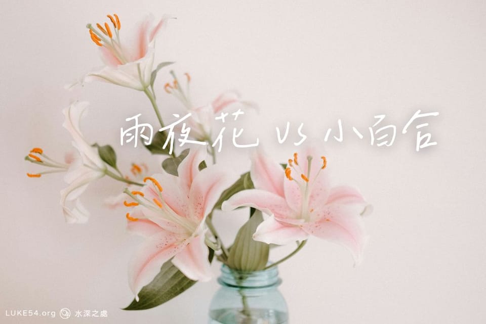 雨夜花 vs 小百合