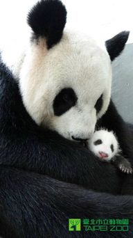 圓仔重回圓圓懷抱