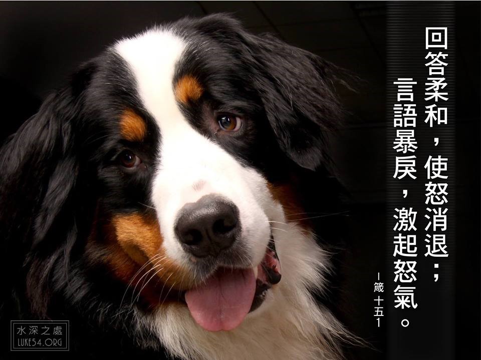 柔和的舌頭