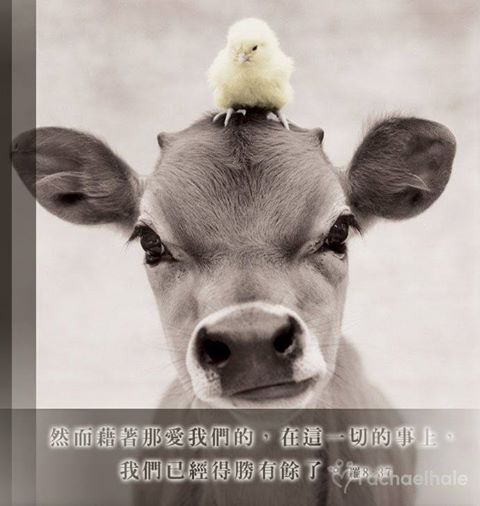 舉牛的男人