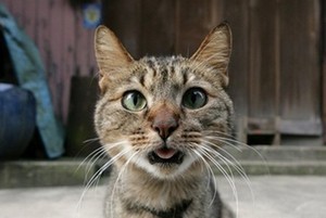 cattt