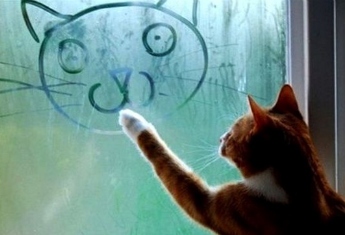 cat006