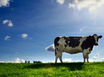 cow01