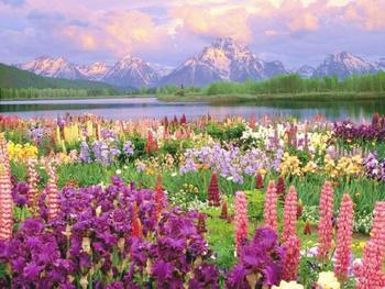 field-of-flowers