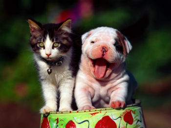 happy