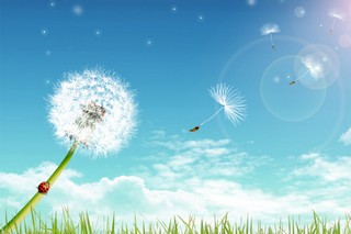 Dandelion-1