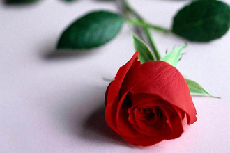 rose-1