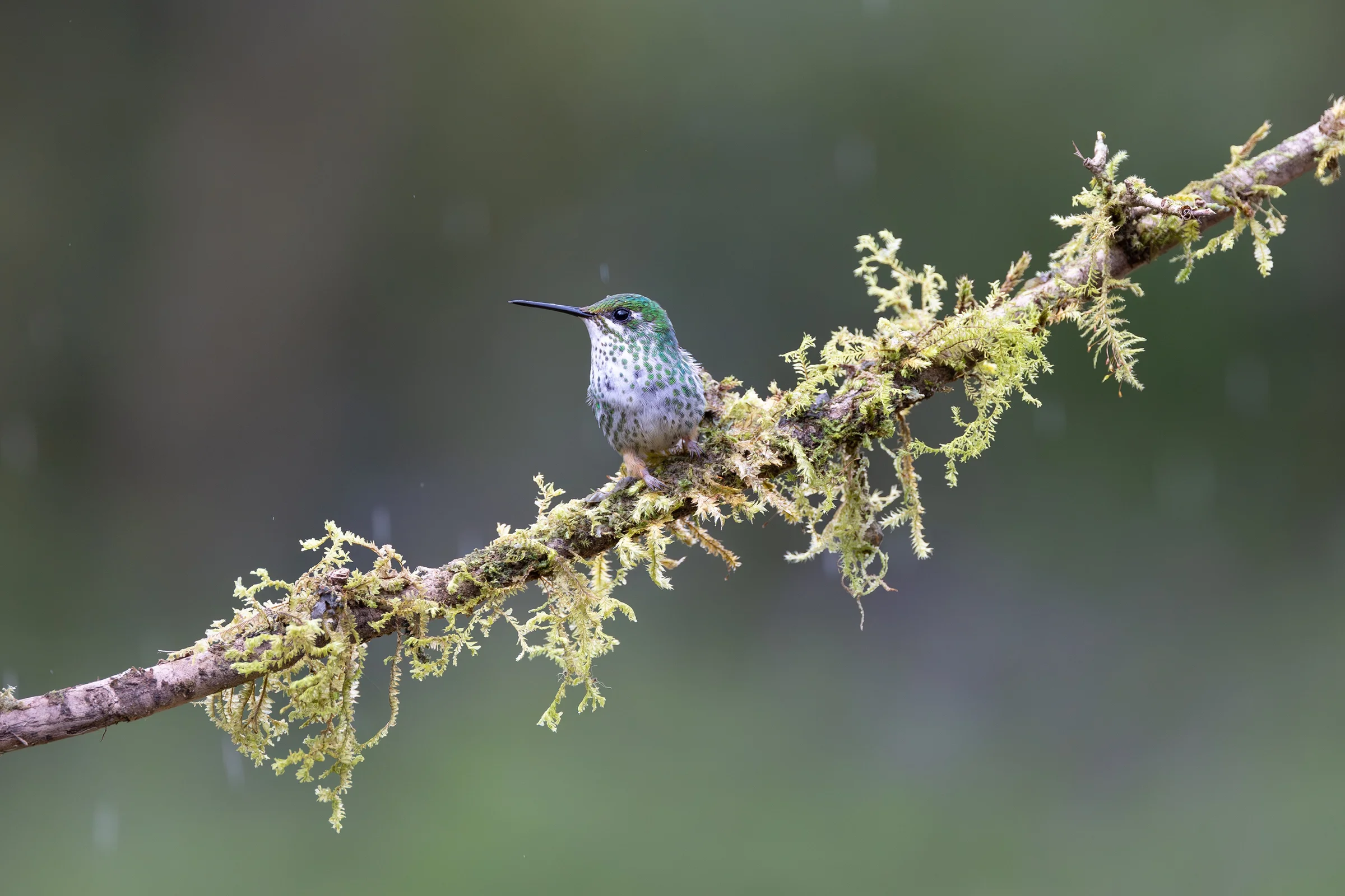 keishpixl-hummingbird-9111853.webp