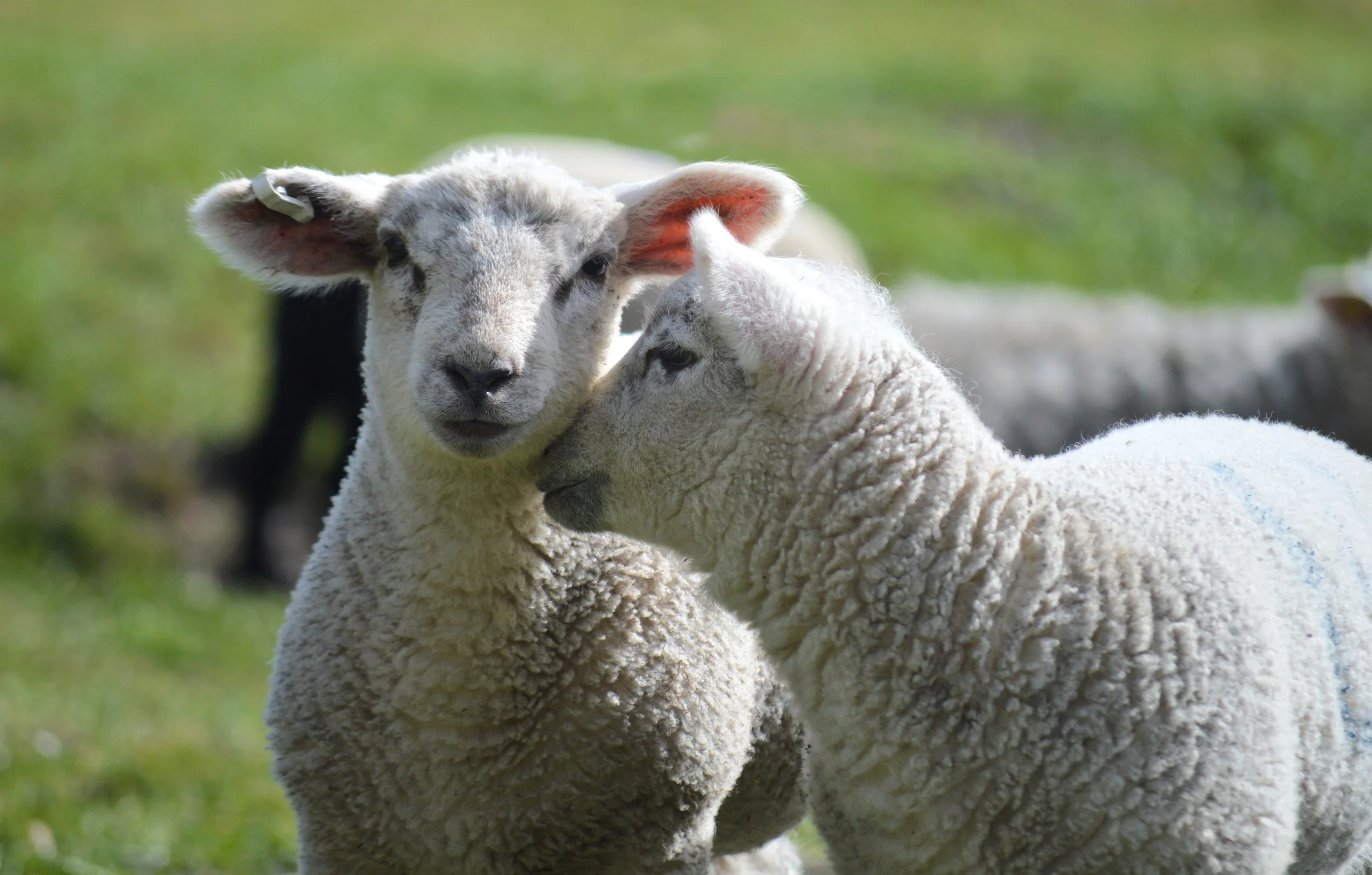 neelam279-lambs-10194539.webp
