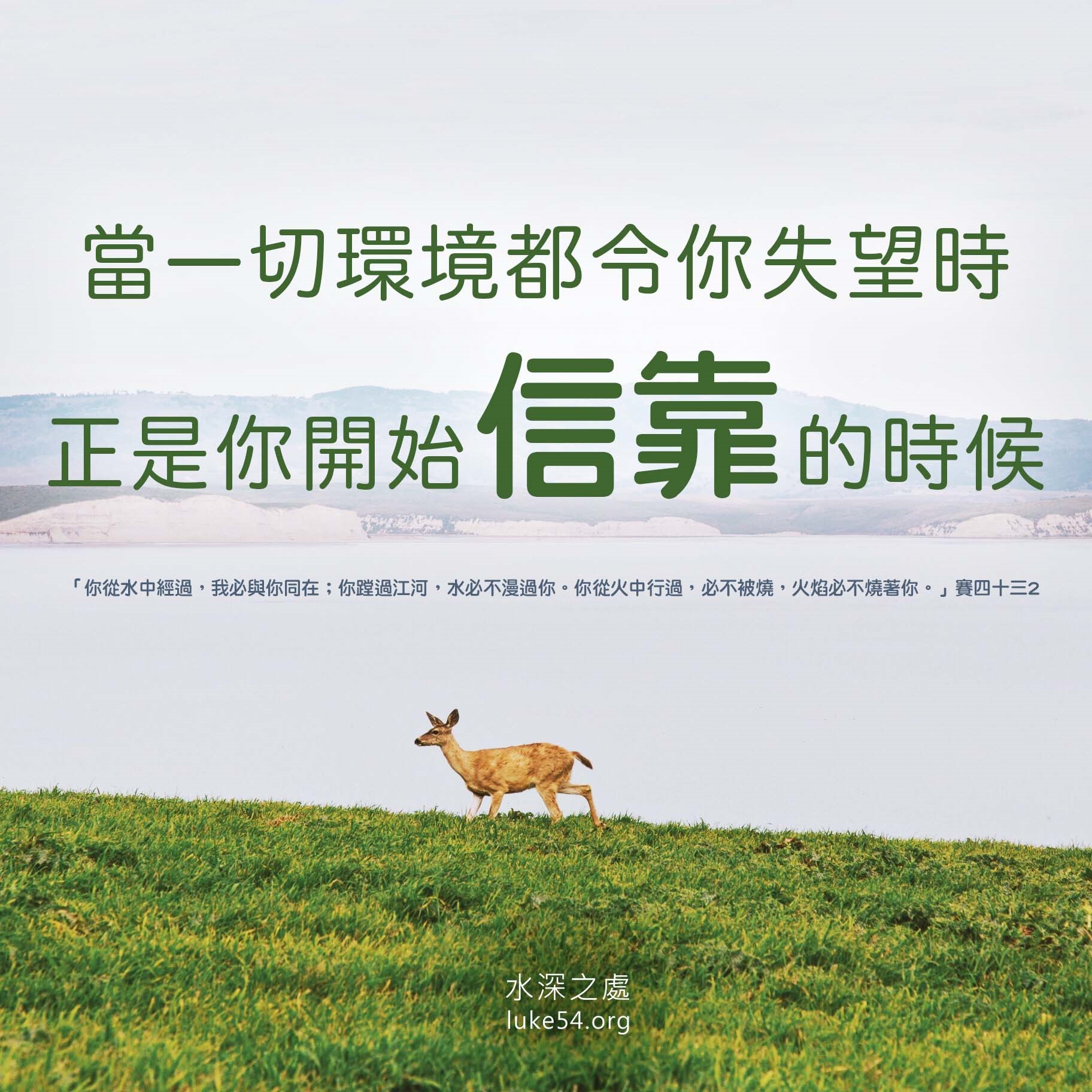 【水深LINE精選】臨產的母鹿