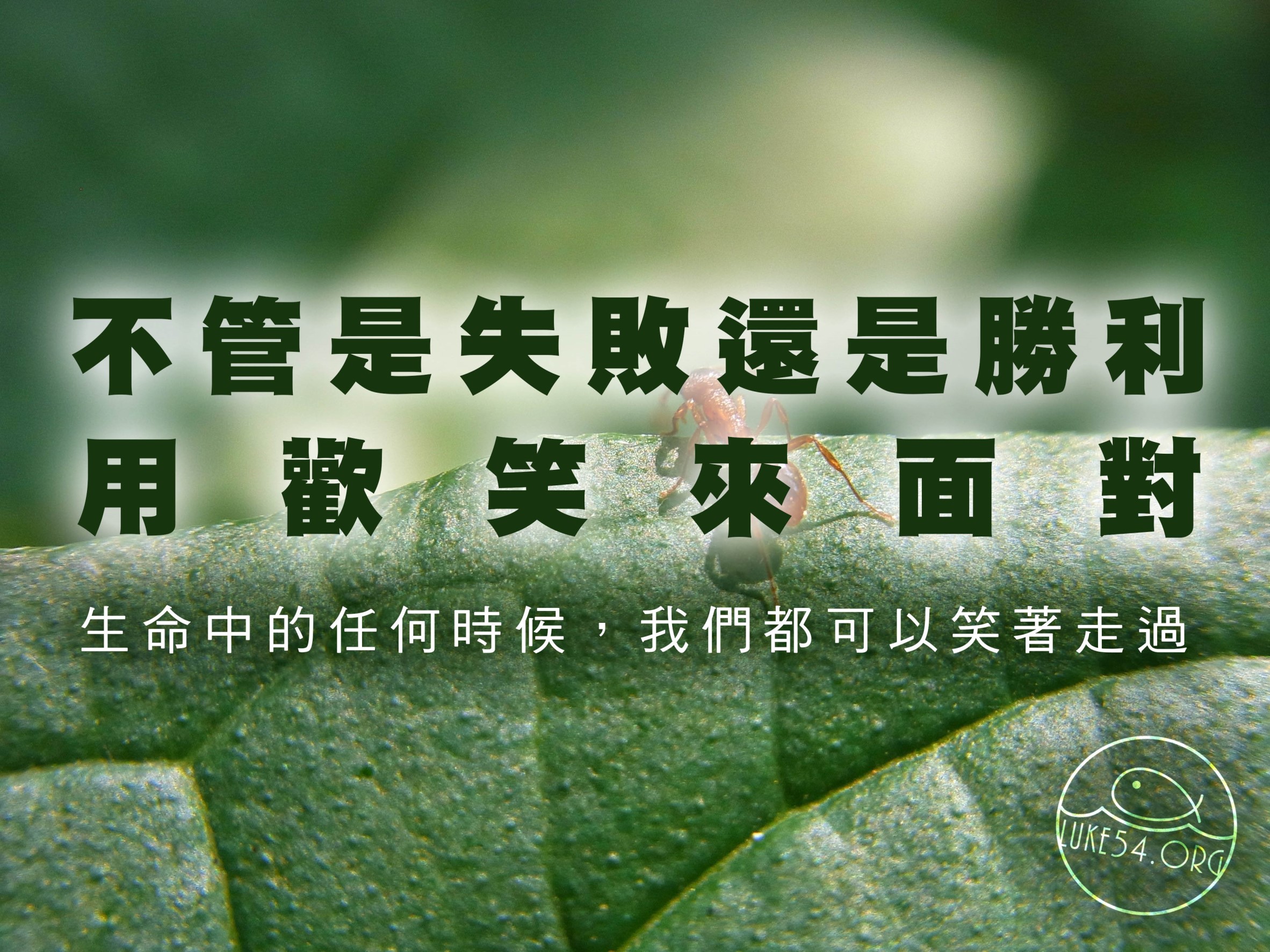【水深LINE精選】樂觀的螞蟻