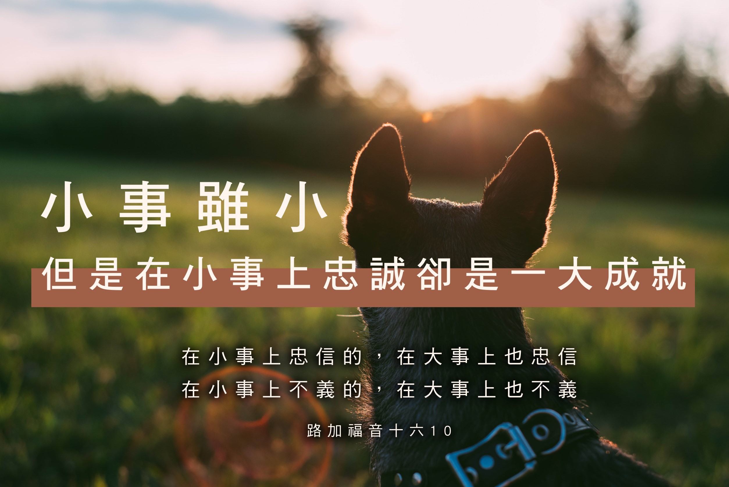 【水深LINE精選】忠誠的小狗湯姆