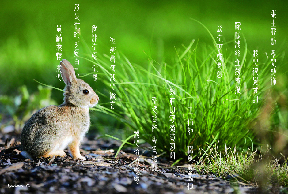 【詩歌桌布】主 你如一棵美麗鳳仙