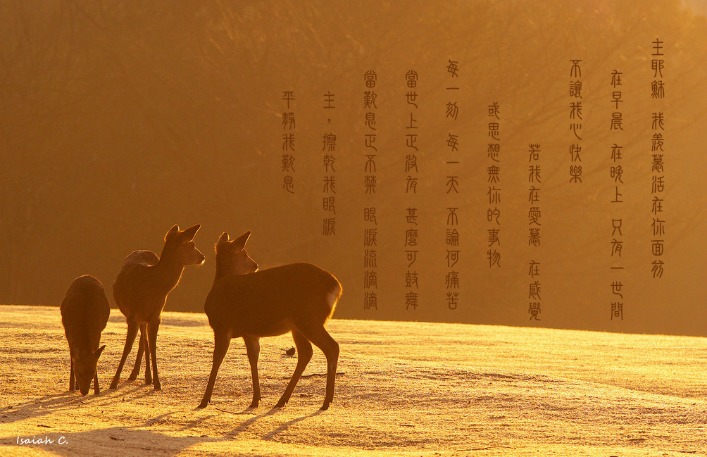 【詩歌桌布】主耶穌 我羨慕活在你面前