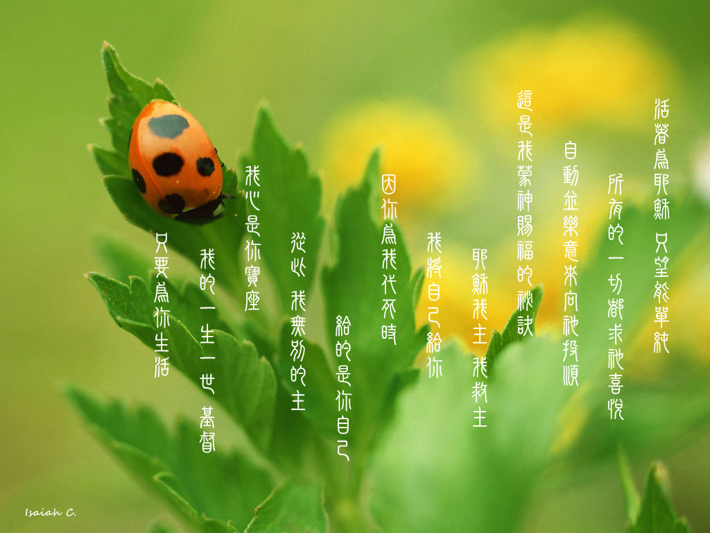 【詩歌桌布】活著為耶穌 只望能單純