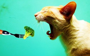 【福音ㄅㄆㄇ】葷食or素食?聖經怎麼說?