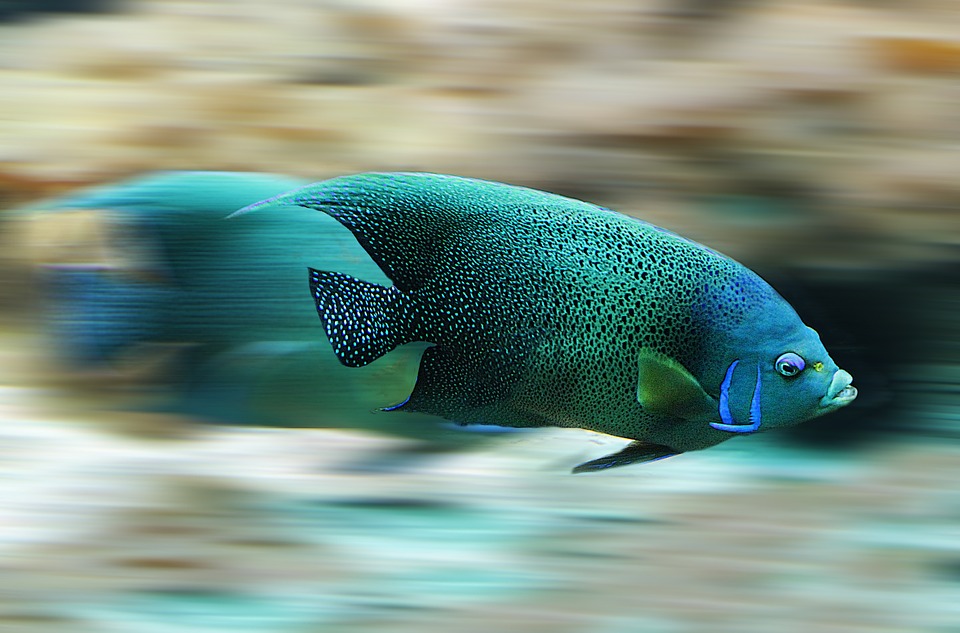 【強者魚】:一則發人深省的故事