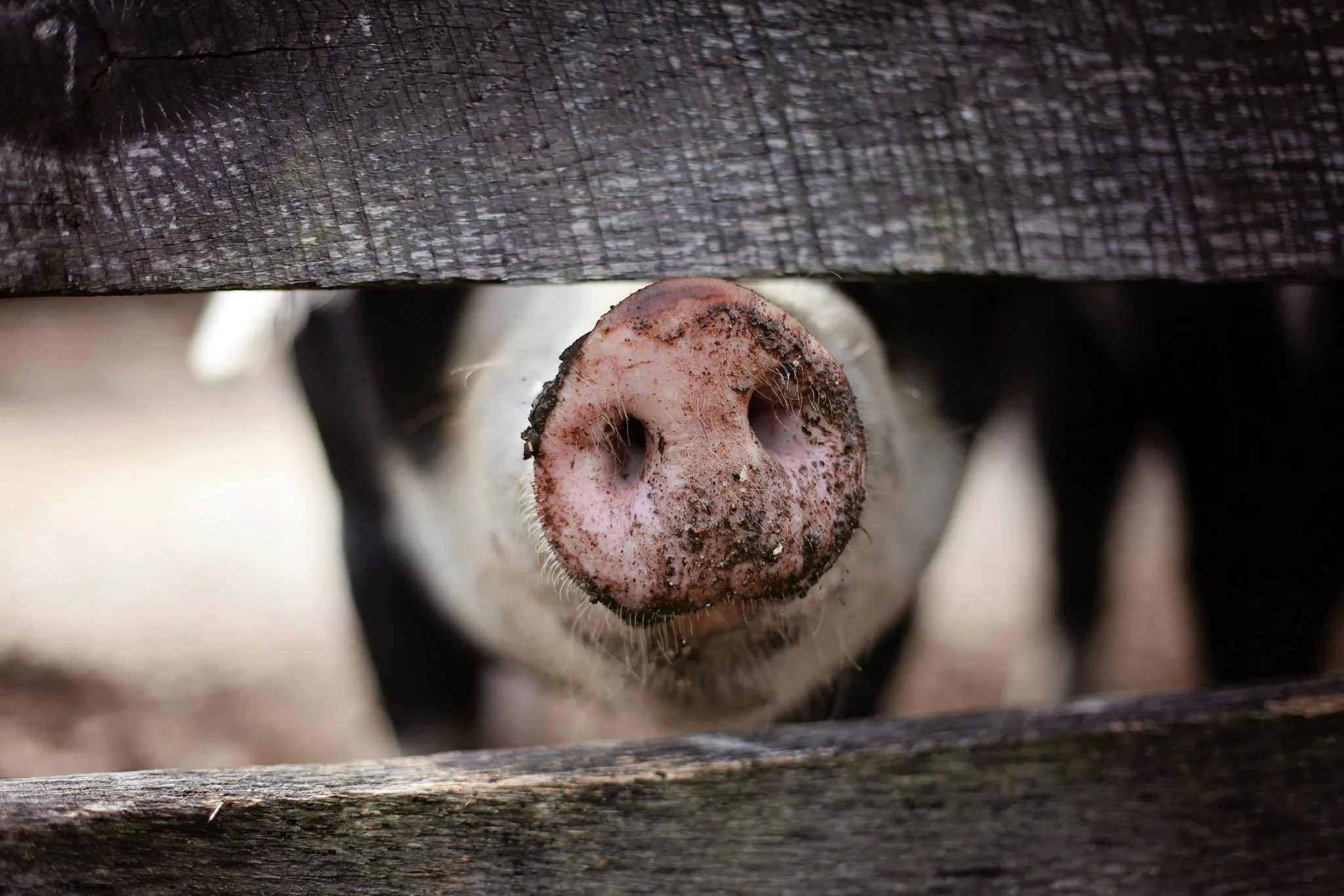 pexels-pig-1867180.webp